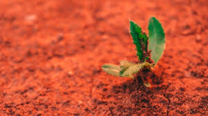 What soil trees need to thrive. What Is Clay Soil And How To Improve It Gardening Tips And Tricks