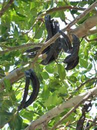 Going north, they can be other ways to identify this tree when the leaves fall off are by its long pointed winter buds. Carob Wikipedia