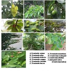 Image result for Terminalia phanerophlebia