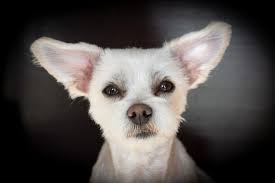 100 Unique Cute Female Dog Names Meanings Dog Sense Nz