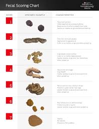 Check out our cat stool selection for the very best in unique or custom, handmade pieces from our shops. Blog What Your Cat S Poop Is Telling You Meowtel