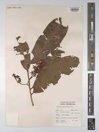 Image result for Rhabdophyllum affine