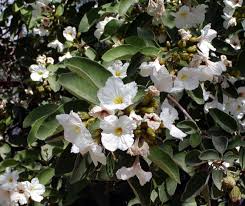 Image result for Cordia mukuensis