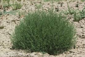 Check spelling or type a new query. Tumbleweeds Have Invaded A California Town But Where Did They Come From The San Diego Union Tribune
