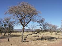 Image result for Terminalia randii