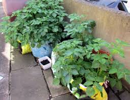Sow seed potatoes three inches deep and 12 inches apart. How To Grow Potatoes In Bags And Containers Dengarden