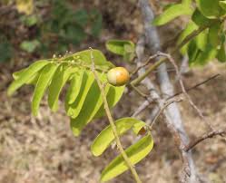 Image result for Olax pentandra