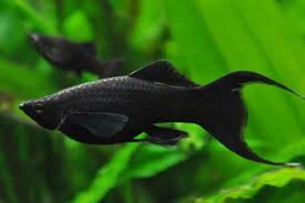 ÐÐ°ÑÑÐ¸Ð½ÐºÐ¸ Ð¿Ð¾ Ð·Ð°Ð¿ÑÐ¾ÑÑ Ð¼Ð¾Ð»Ð»Ð¸Ð½ÐµÐ·Ð¸Ñ