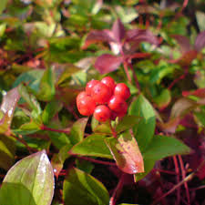 Der hartriegel ist ein sehr beliebter und wertvoller blütenstrauch, der sonnige bis halbschattige standorte bevorzugt. Teppich Hartriegel Cornus Canadensis Sehr Guter Bodendecker Native Plants