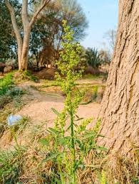 Image result for Atriplex patula