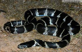 Black And White Snake Northern California Common Kingsnake Lampropeltis Getula Reptiles Of Arizona