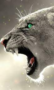 pin on lions