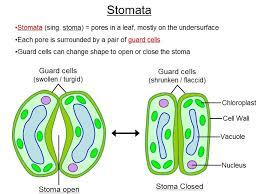Transport In Plants Teaching Biology Biology Lessons Science Biology