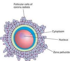 Ovum Definition Of Ovum By Medical Dictionary Ova Genetic Information Medical Dictionary