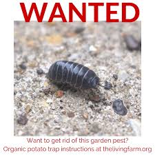 Good cultural practices can help reduce sow bugs in the garden, as well as other, more destructive bugs that damage crops. Organic Pill Bug Control Using A Potato Trap
