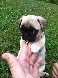 Maybe you would like to learn more about one of these? Purebred Pug Puppies For Sale In Houston Texas Classified Americanlisted Com