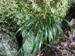 Image result for Vittaria reekmansii