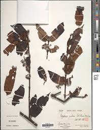 Image result for Psydrax mutimushii