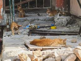 Anak kucing yang masih berumur di bawah 1 bulan hanya perlu minum air susu langsung dari induknya, pemberian makanan apapun bentuknya masih belum terlalu direkomendasikan di tahapan usia tersebut. Hey Jangan Suka Buang Anak Kucing Tanpa Induknya Dong Terminal Mojok
