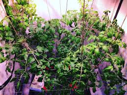 Tomatoes On A Nutriculture Amazon System Gardening