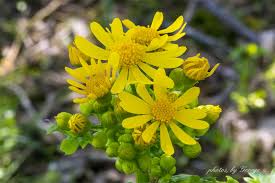 There are many cultivated types as well, bigger, brighter colors and so on. Butterweed Packera Glabella Wild Flowers Plants Sycamore
