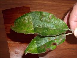 As the fungus spreads, the top sides of the leaves develop lesions, as well, that may become black or mottled with defined edges. Apple Leaf With Bumps General Fruit Growing Growing Fruit