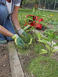 Rasenschnitt Zu Schade Fur Die Biotonne In 2020 Gartenschadlinge Rasen Garten Pflanzen