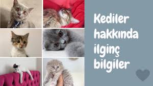 Kediler Hakkinda Ilginc Bilgiler Ve Minnos Takipci Kediler Serisi 3 Bolum Youtube