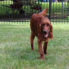 Blue bird fence company is a trusted greenwood fence company that can handle the installation of any type of fence you want to install in any type of property. Residential Fence Contractor Peerless Fence