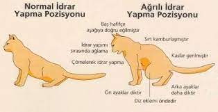 kedilerde alt idrar yolu rahatsizligi