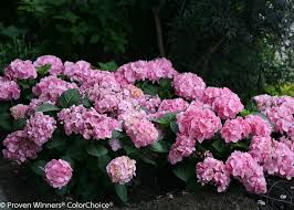 Hydrangea the let's dance hydrangea series represents the next generation of reblooming hydrangea with its improved vivid flower colaration and attractive foliage. Hydrangea Macrophylla Let S Dance Big Easy Sunny Valley Farms