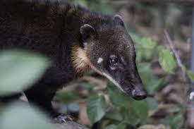 Image result for Dolichos sericeus