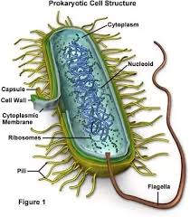 Their findings are important to the basic understanding of cell mechanics. Name A Cell That Does Not Have A Nucleus What Are They Called Quora