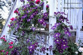 We did not find results for: How To Grow Clematis Successfully Flower Patch Farmhouse