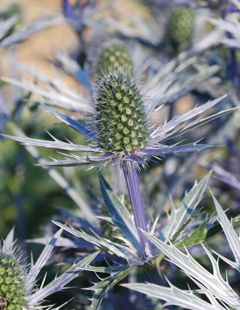 Pollinator-friendly blooms growing in a sunny perennial bed