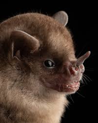 Image result for Rhynchotropis