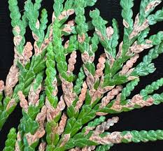 Image result for didymascella thujina