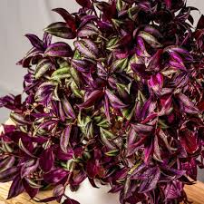 Maybe you would like to learn more about one of these? Buy Wandering Jew Plants For Sale Garden Goods Direct