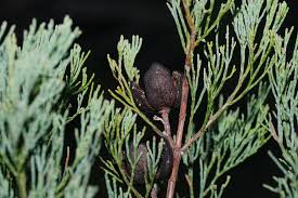 Image result for Callitris