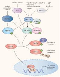 See more of yap&co on facebook. Frontiers The Crosstalk Between Hippo Yap Pathway And Innate Immunity Immunology