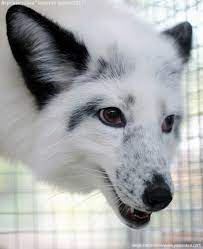 Georgian White Phase Red Fox This Color Morph Is Found Almost Exclusively On Russian Farms Dogs Of The World Wild Dogs Canine