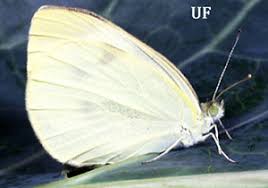 Check spelling or type a new query. White And Yellow Butterflies Gardening Solutions University Of Florida Institute Of Food And Agricultural Sciences
