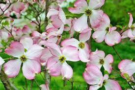 Dreamy peach dogwood tree photo, pink dogwood blossom tree photo, spring flower print, soft pastel blossom tree photo, 5x7,8x12,12x18, 16x24. Pink Cornus Florida Rubra Tree Also Known As Pink Flowering Dogwood Tree Stock Photo Adobe Stock