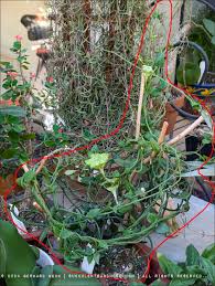 Image result for Ceropegia schultzei