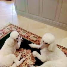 We can provide secure travel crates for virtually any animal. Ground Transportation For Dogs Guinevere Moves To Florida Petrelocation