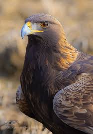 Birds Of Prey Animals 