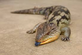 Image result for Big Lizards blue tongue