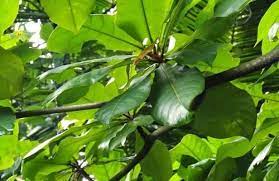 Cara membuat pati ketapang yang pekat. Pokok Ketapang Bernilai Tinggi Daunnya Terbuang Tapi Sebenarnya Sangat Lumayan My Info Maya
