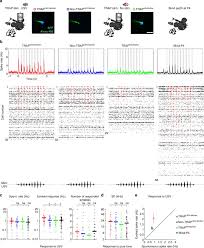One parent has mondays and tuesdays overnight. Genetic Tagging Of Active Neurons In Auditory Cortex Reveals Maternal Plasticity Of Coding Ultrasonic Vocalizations Nature Communications
