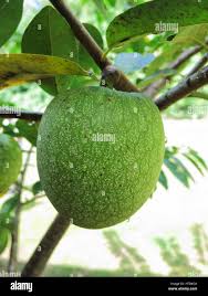 Image result for Annona reticulata